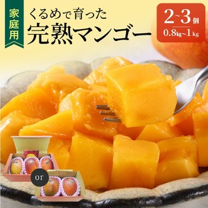 【2026年6月以降お届け】【家庭用】くるめで育った完熟マンゴー（2～3個：約0.8～1kg）_家庭用 くるめで育った 完熟マンゴー 2個 ～ 3個 アーウィン 甘い 子供も安心 フルーツ トロピカルフルーツ 果物 マンゴー 完熟 国産 家庭用 B品 冷蔵 クール便 倉重農園 お取り寄せ 福岡県 久留米市 送料無料 〔Fm007〕