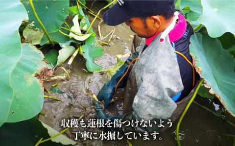 【先行予約】【農家直送！】洗いれんこん 2kg（500g×4袋）山口さんちの贈り物【y'scompany】蓮根 レンコン 洗い 根菜 野菜 佐賀県産 [IAS003]