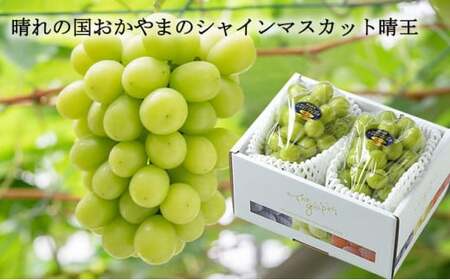 シャインマスカット 晴王 約500g×2房 計約1kg 【2026年8月下旬～11月下旬迄発送】 岡山 種無し 種なし マスカット 果物 くだもの フルーツ ぶどう ブドウ 葡萄 冷蔵