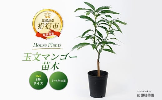 
            【観葉植物】玉文(ぎょくぶん)マンゴー苗木6号ポット 3～4年生苗木(前園植物園/030-1505)【配送不可地域：北海道・沖縄県・離島】
          