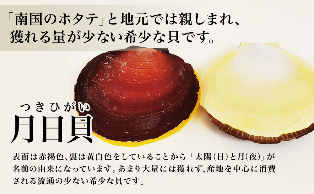 【鹿児島特産】希少 月日貝 約2.5kg （加熱調理用） ツキヒガイ つきひがい 貝 鹿児島県産 海鮮 BBQ バーベキュー アヒージョ 酒蒸し バター焼き シチュー 冷凍 南さつま市