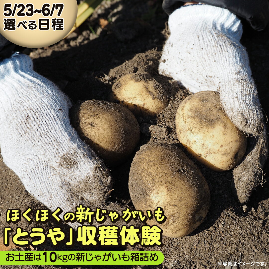 【ふるさと納税】＼ 選べる日程 ／じゃがいも 「 とうや 」 収穫体験 (5/23（土）、5/24（日）、5/31（日）、6/6（土）、6/7（日）開催) ジャガイモ 芋 収穫体験チケット 収穫 収穫体験 体験 チケット 観光 旅行 自然 農業体験 お土産 持ち帰り