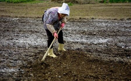 ［国産］パピー用　ヨシオカドッグフード 犬用 ワンちゃん用 愛犬用 子犬用 生後3ヶ月から 成長期用 丸粒 国産原材料 酸化防止剤不使用 防腐剤不使用 