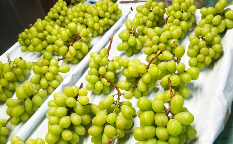 【先行予約】 熊本県 宇城市産 シャインマスカット 約2kg 3房〜6房【2026年7月中旬〜8月中旬頃順次発送予定】