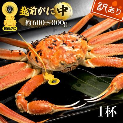 ふるさと納税 越前町 【訳あり】≪浜茹で≫越前がに 中サイズ(生で約600〜800g) × 1杯【2月より順次発送】
