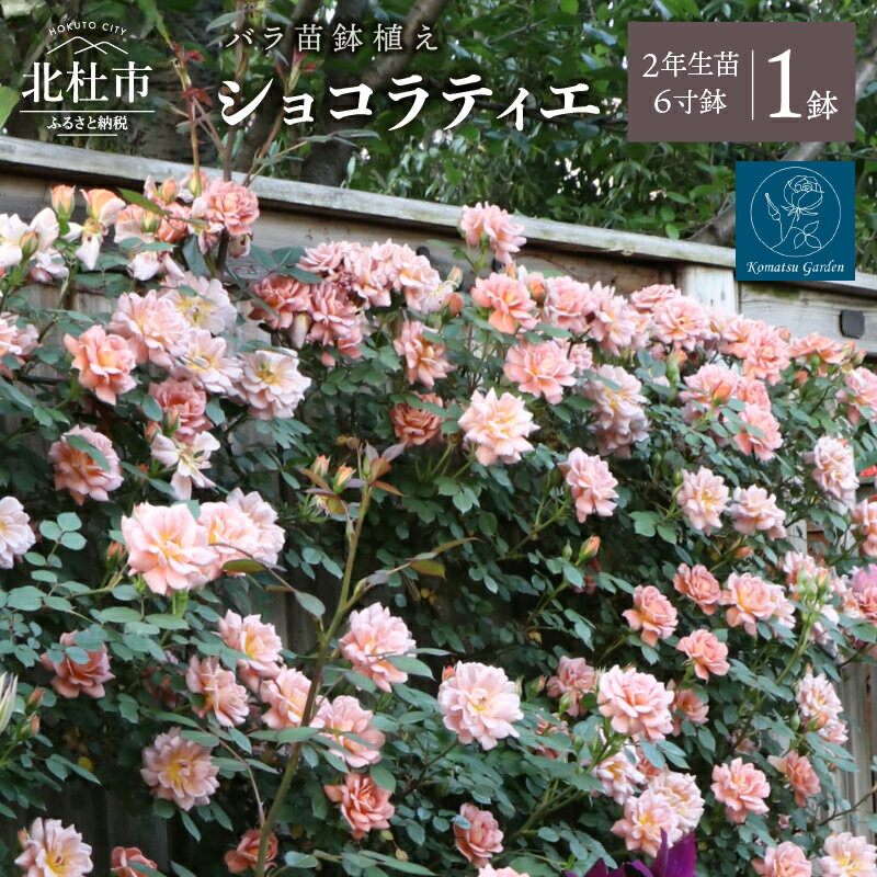【ふるさと納税】 バラ 苗 1鉢 四季咲き 鉢植え 花 ショコラティエ 6寸鉢 2年生苗 ガーデニング 初心者 母の日 父の日 送料無料