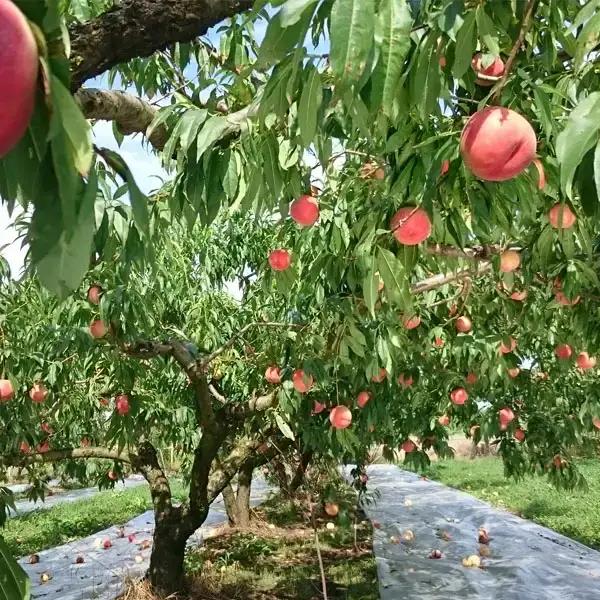 先行予約 新潟県産 桃 自家用 5kg [岩福農園] 【010P043】