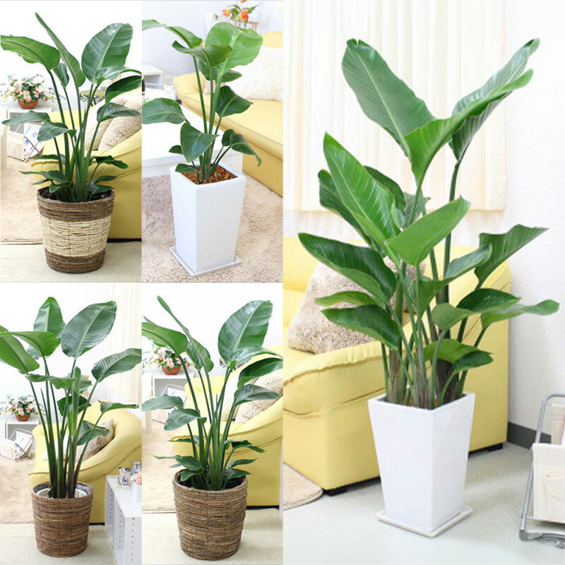 【ふるさと納税】【観葉植物】オーガスタ ＜サイズ 鉢の種類選択可＞土の表面:ウッドチップ【観葉植物 インテリア 部屋 おしゃれ 福岡県 筑前町 送料無料 AG016MP】