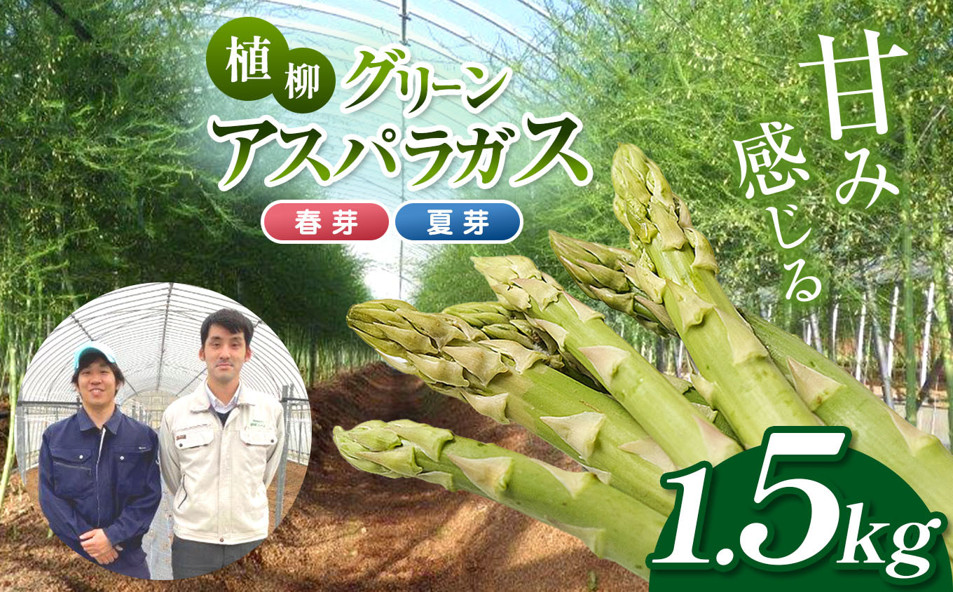 
            甘み感じる 植柳グリーンアスパラガス（春芽・夏芽）1.5kg ｜ アスパラ アスパラガス 野菜 山口 美祢 特産品 名産品 旬の野菜 野菜 1.5kg
          