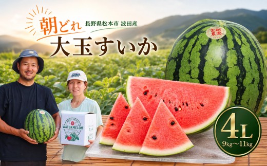 松本市 波田産 大玉すいか 4L（9kg～11kg)│ 信州 松本市 長野県 西瓜 すいか 果物 大玉 スイカ フルーツ くだもの 新鮮 果汁 ジューシー 大きい ふるーつ