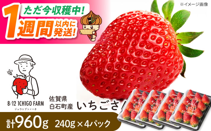 【スピード発送】いちごさん 240g×4パック 【8/12ICHIGOFARM】 [IBR006]