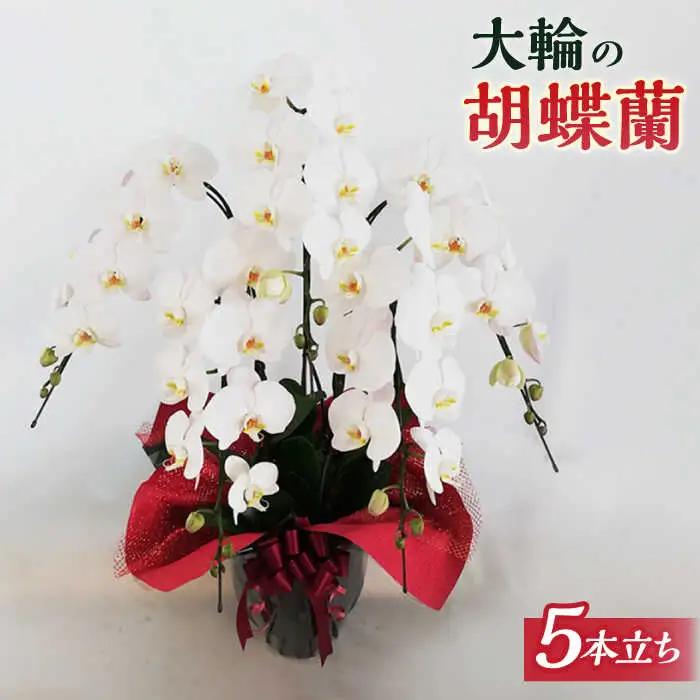 胡蝶蘭 大輪 白 ( 5本立 ) ( お祝い / 開店祝い / 就任祝い )《糸島》【はざま園芸】[AND002]
