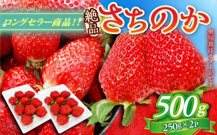 【2025年発送分 先行予約】【ビタミンC豊富な濃厚いちご】さちのか 500g（250g×2パック） / 苺 イチゴ いちご フルーツ 果物 / 佐賀県 / さかもとさんの畑 [41ABAA007]