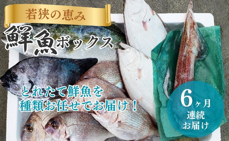 【定期便】 鮮魚セット 6ヶ月 若狭の恵み 鮮魚ボックス 鮮魚セット