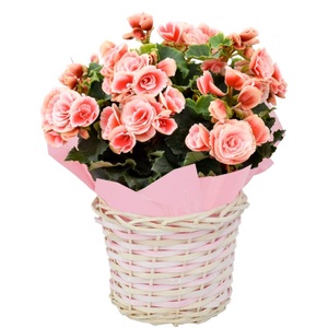 【先行予約】 母の日に！ リーガス ベゴニア ボリアス 5号 2026年5月から順次発送 オンライン決済限定 花 花