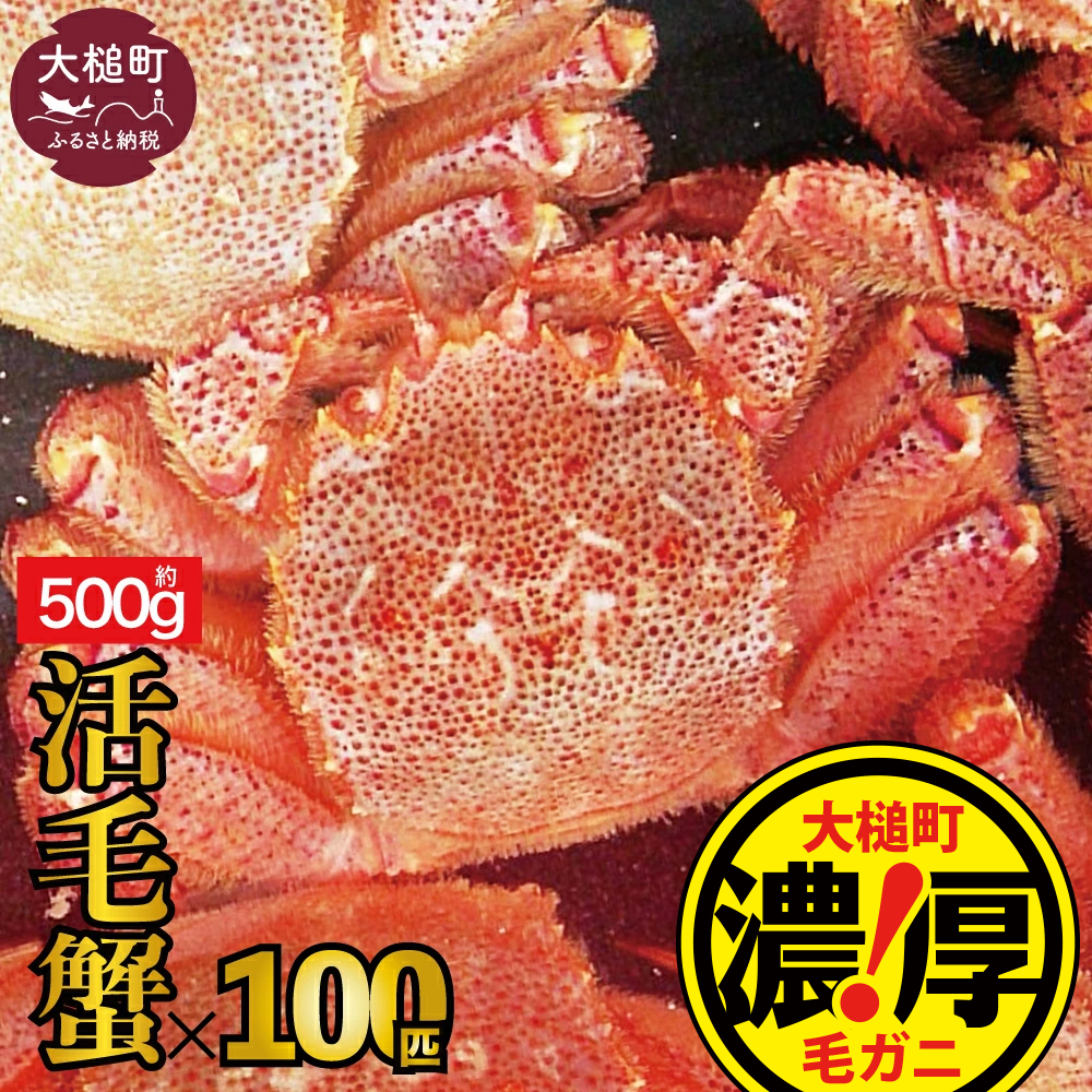 【令和8年発送先行予約】三陸産！活毛ガニ 500g×100杯【2026年2月～4月発送】【08】