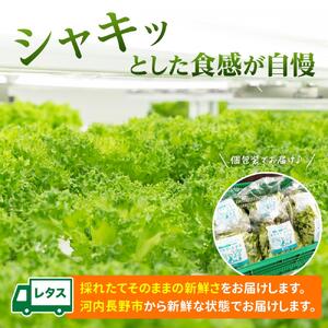 【レタス定期便　毎月お届け12ヵ月】レタス 6個 水耕栽培 河内長野産 フリルレタス 種類 栽培 菜 茎 レタス サラダ 副菜 おつまみ フレアベル レタス フリルアイス レタス セット 無農薬 栄養