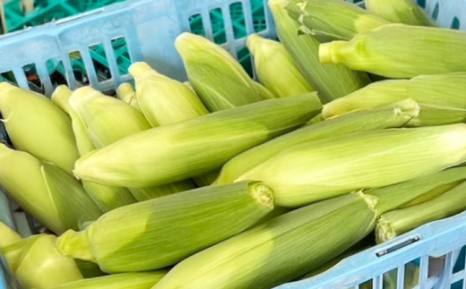 【6月以降発送予定】朝採れとうもろこし スイートコーン 5kg/15本前後 高槻市産 とうもろこし トウモロコシ コーン 甘い 野菜 新鮮 大阪府高槻市/高槻あぐり [AOCS028] 新鮮 野菜 やさい 産地直送 産直 旬 人気 お取り寄せ 野菜詰め合わせ 野菜セット とうもろこし トウモロコシ コーン