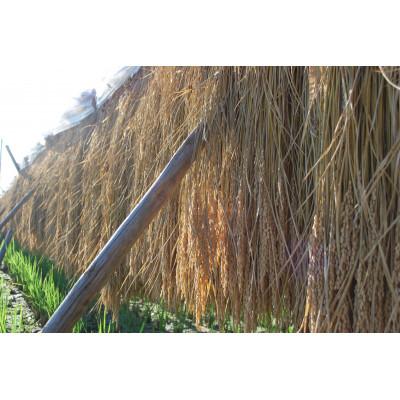 ふるさと納税 茨城県 令和7年産　奥久慈大子町産コシヒカリ　精米　計5kg |  | 02