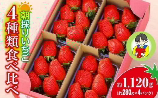いちご 4種類食べ比べ 約280g×4パック 1120g｜コク 甘み 朝採れ やよいひめ ななか 恋みのり あまおとめ あすかルビー 贈答用 新鮮 完熟 いちご 旬 苺 ストロベリー 産地直送 果汁 甘い あまい 人気 高評価 減農薬 美容 健康 旨味 高糖度 ごほうび 群馬県 前橋市
