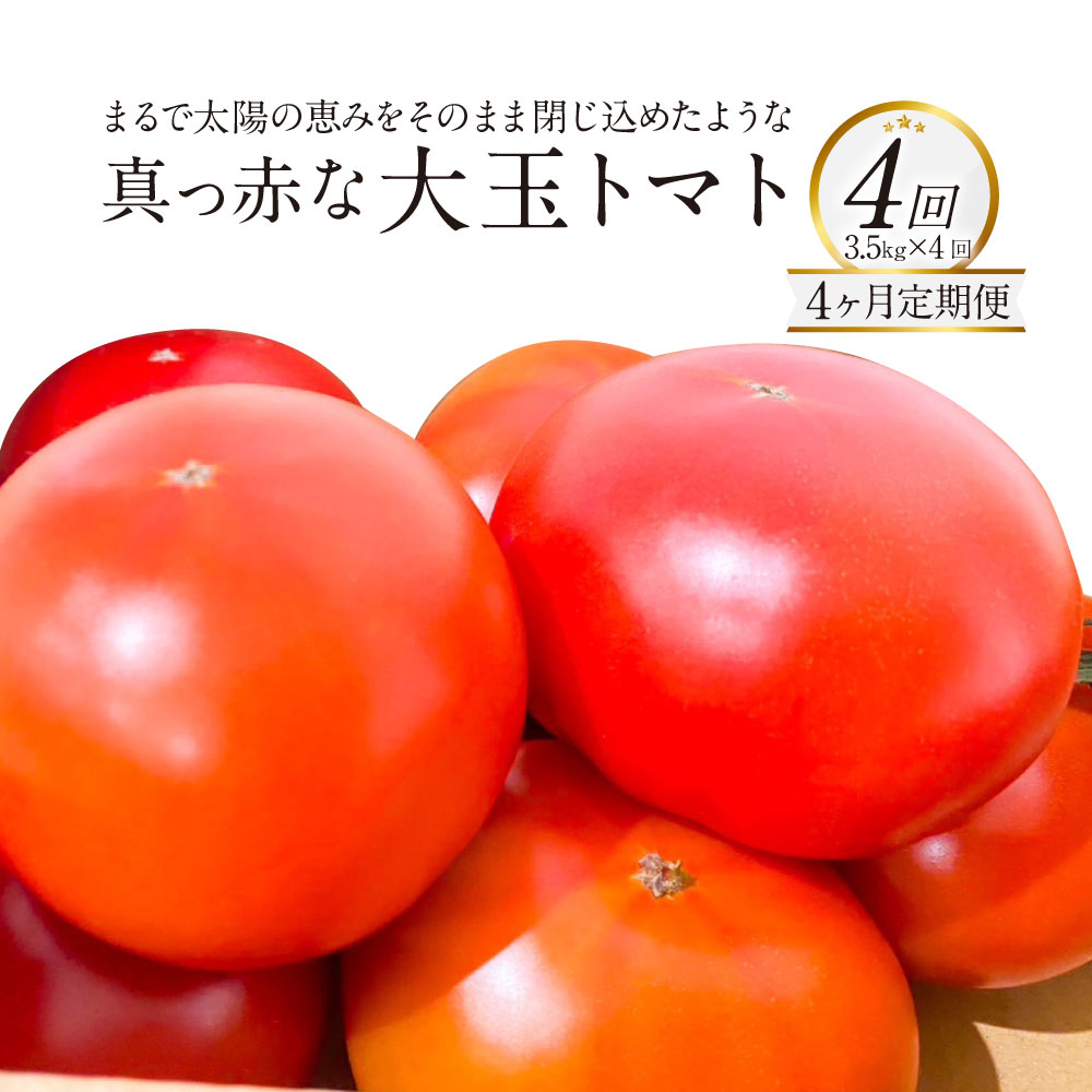 【ふるさと納税】【4か月連続定期便】まるで太陽の恵みをそのまま閉じ込めたような真っ赤な 大玉トマト 3.5kg×4回 計14kg 熊本県産トマト 高糖度 野菜 熊本産 九州 熊本県 送料無料 【2027年1月下旬発送開始】