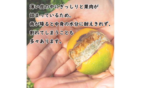 先行予約 数量限定 甘平 4.5kg みかん 前田ファーム みかん 蜜柑 柑橘 みかん 愛媛県 愛南町 みかん 発送期間: 2024年2月1日～3月1日