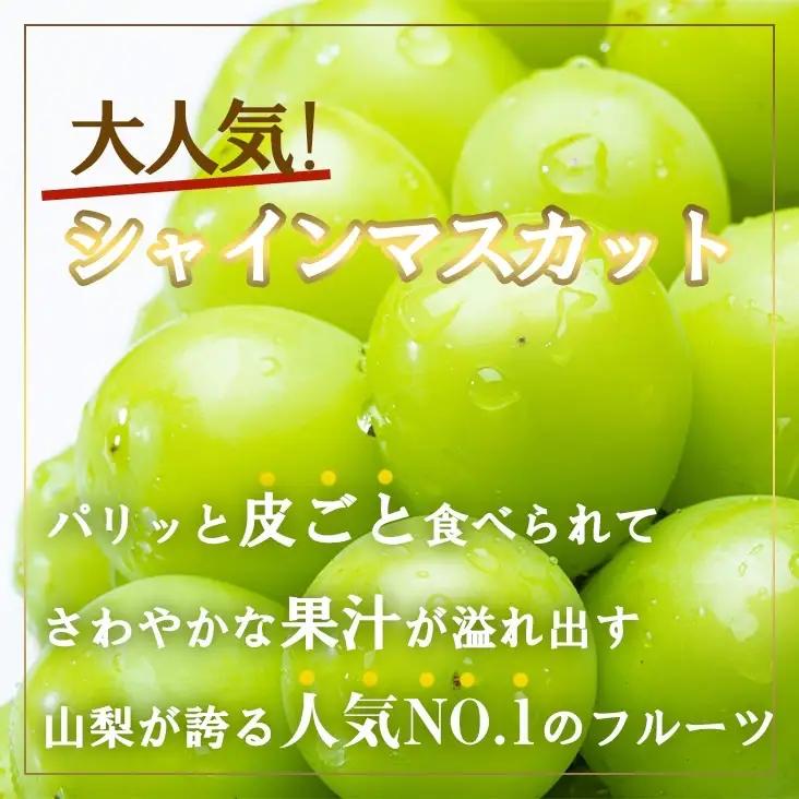 【2026年発送★先行予約】厳選!!池田青果のシャインマスカット1.5~1.6 kg 2 房~4 房173-007