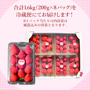 【5月6日受付終了】 いちご 冷蔵 計1.6kg 200g (8パック) 大容量 苺 朝摘み さちのか イチゴ 小松島 徳島県産 四国 産地直送 期間限定 ｜ いちごいちごいちごいちごいちごいちごいち