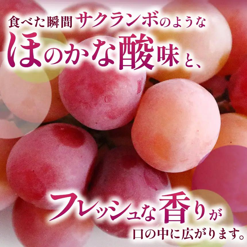 先行受付 クイーンルージュ®& シャインマスカット 詰合せ 約1kg 2房 【2026年9月上旬～11月上旬発送予定】［新規就農者応援コース 幸作会］フルーツ ブドウ 果物 ［K-37］