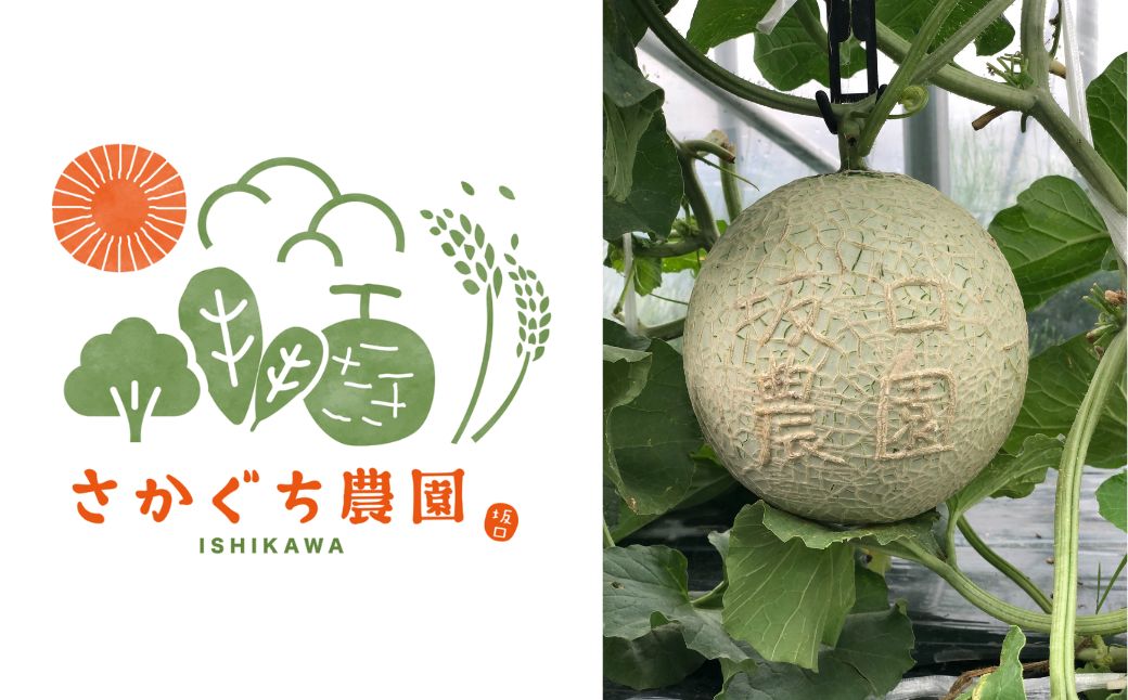 アールスメロン 1玉（1.7kg以上）　8月上旬より順次発送 先行予約 マスクメロン 果物 フルーツ