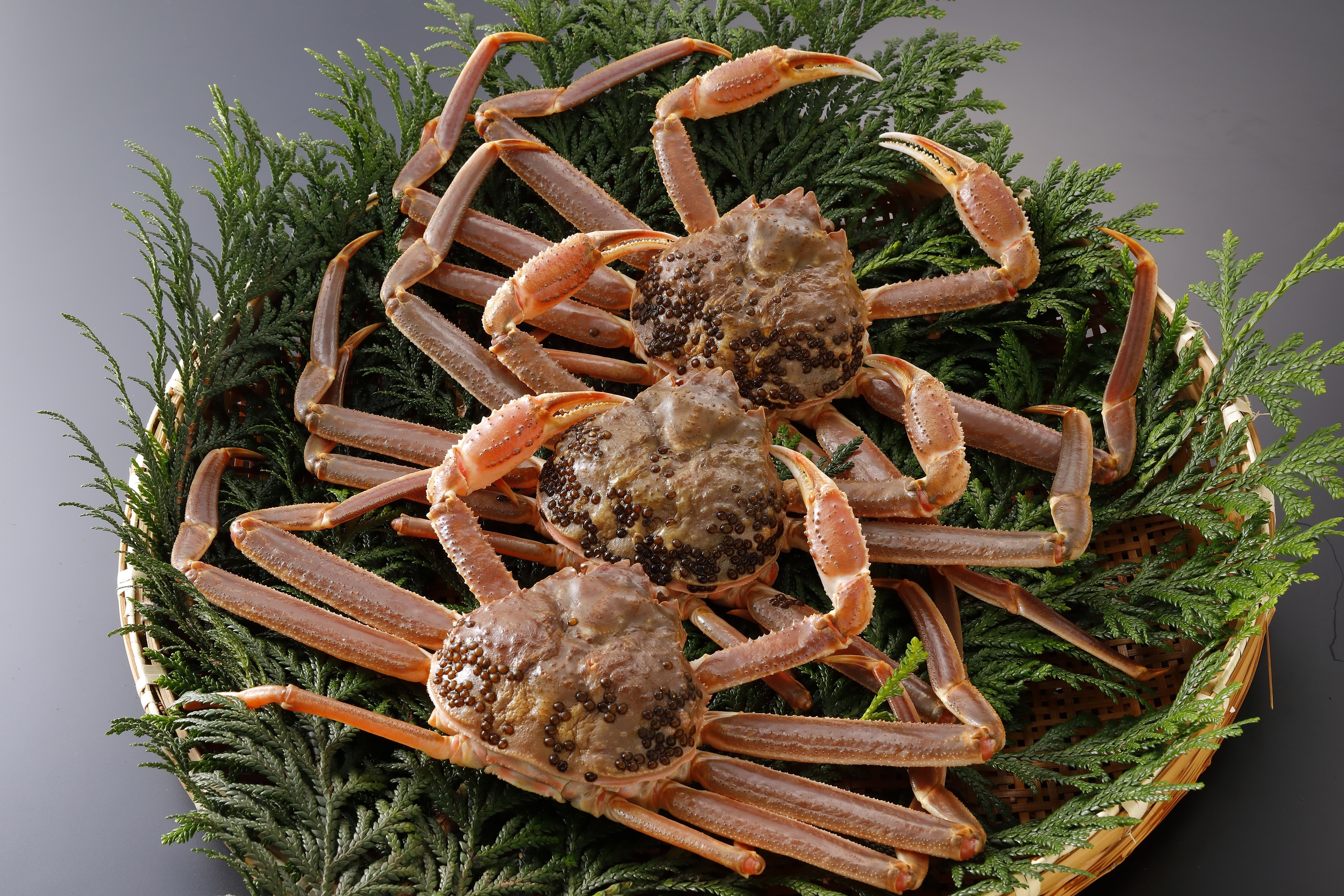 
            【活物】訳あり 松葉がに 400g超 お手頃サイズ　3杯
          