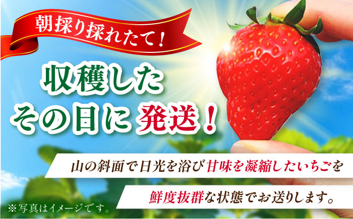 【2025年発送分 先行予約】【ビタミンC豊富な濃厚いちご】さちのか 3kg（250g×12パック） / 苺 イチゴ いちご フルーツ 果物 / 佐賀県 / さかもとさんの畑 [41ABAA010]