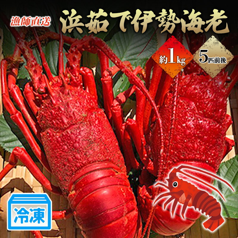 【ふるさと納税】冷凍浜茹で伊勢海老 冷凍 漁師直送 1kg 5匹前後 伊勢エビ 伊豆今井浜 朝獲れ ボイル 急速冷凍 静岡県河津町 新鮮　お届け：2026年4月中旬～12月中旬