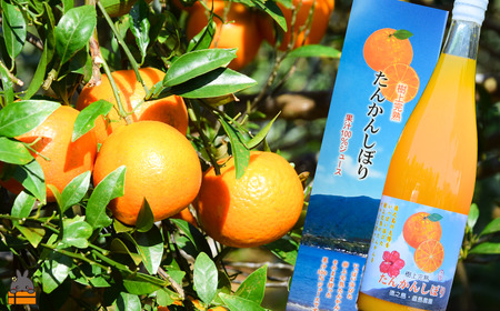 ≪NEW 2026年もぎたて！≫徳之島の直島農園さんのたんかんしぼり（720ml×2本） ( フルーツ ジュース 果汁 果物 柑橘 徳之島 鹿児島 濃厚 贅沢 太陽 恵み 健康 美味しい )