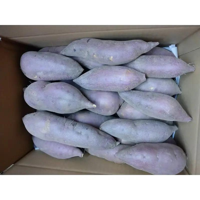 【先行予約】京都丹後砂丘育ち にしまる金時芋 5kg（2026年12月上旬～発送）　芋 国産 京丹後産 サツマイモ 薩摩芋 サツマ芋 さつま芋 きんとき 5キロ 農家応援 生産者応援