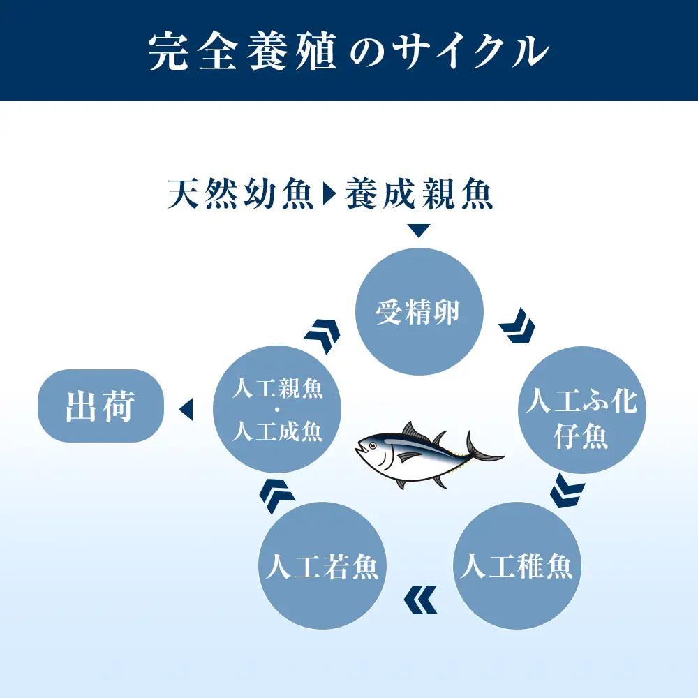 【近大マグロ 1本丸ごとお届け】鹿児島県 奄美大島産 近大マグロ 1本40kg前後 養殖クロマグロ 赤身 大トロ 中トロ 近畿大学