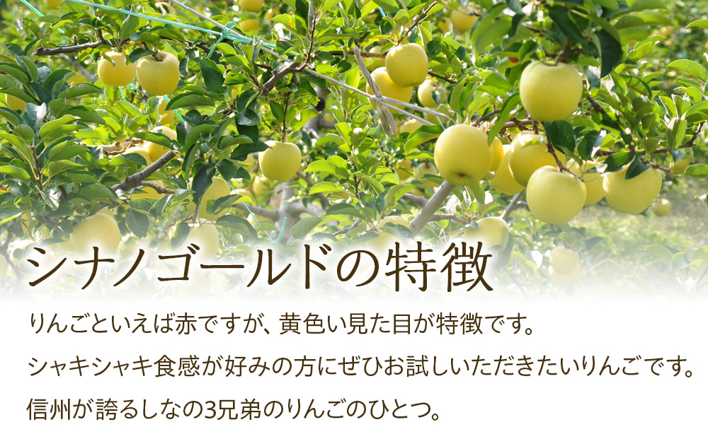 【2024年/令和6年度発送分！先行予約】パリッとした食感のシナノゴールド訳あり　約5kg