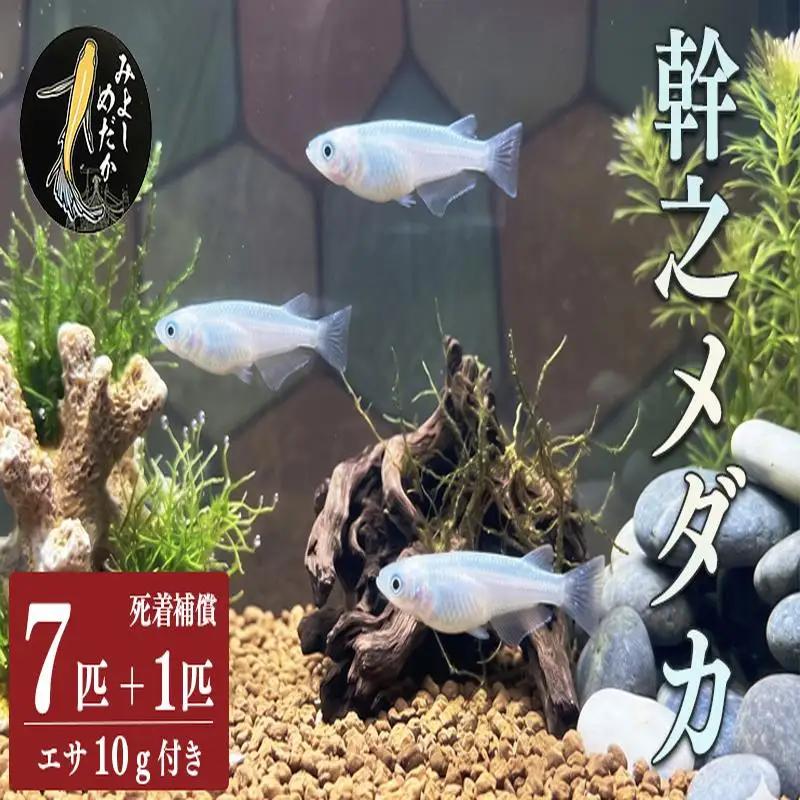 幹之 めだか 7匹 ＋ 死着補償 エサ付き【 めだか 】