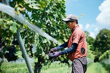 和食に合う ワイン 丹波ワイン 「山雀（やまがら）」 セット  ( オリジナルワイン ワイン 赤ワイン ワイン 白ワイン ワイン  丹波ワイン ワイン 京丹波 ワイン )  [017SA002]