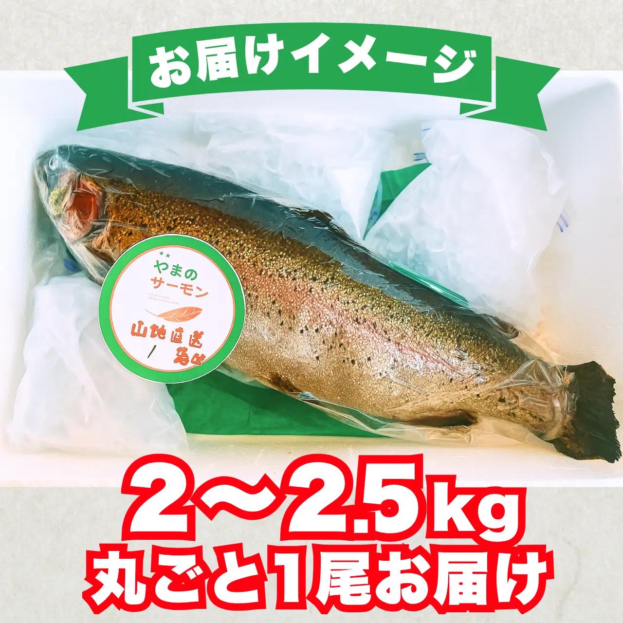 サーモン 丸ごと1尾 2.0～2.5kg 1尾 [B-050005]サーモン
