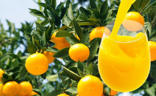 有田みかん果汁100％　無添加ストレートジュース（720ml×6本入り）_イメージ2