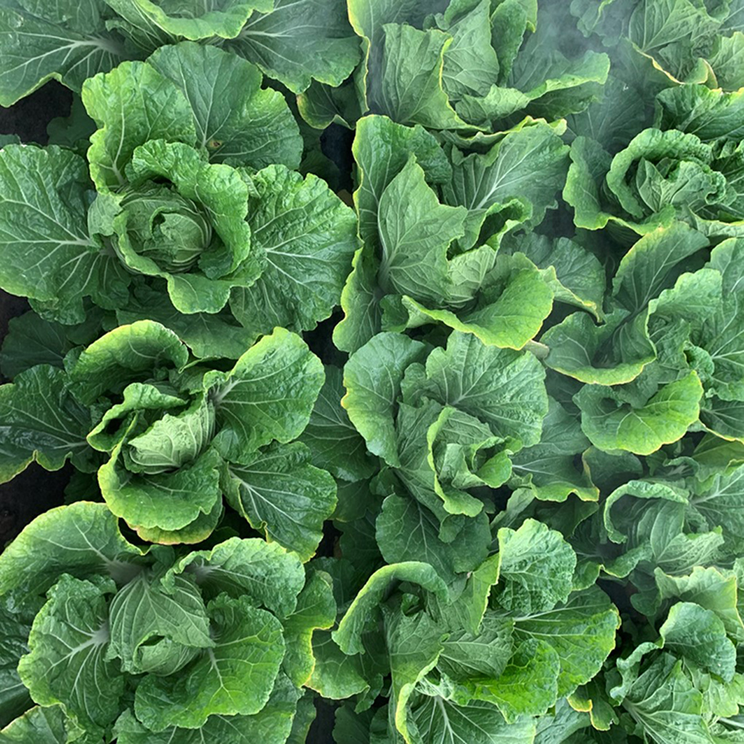 【国産素材】生産量日本一！八千代町の白菜を使った ジューシー白菜餃子 50個（冷凍）ぎょうざ 冷凍餃子 惣菜 中華 点心 お取り寄せ ギョーザ ギョウザ 小分け おつまみ [BN005ya]
