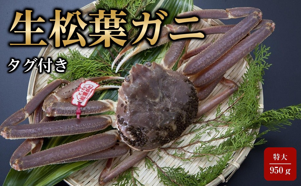 
                  【魚倉】タグ付き生松葉ガニ(特大950ｇ)｜国産 タグ付き ズワイガニ 松葉ガニ カニ 蟹 かに 生 カニ鍋 かに鍋 鍋 かにしゃぶ かにみそ 期間限定 送料無料 鳥取県 三朝町
                
