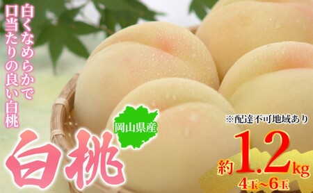 桃 2026年先行予約 岡山県産 白桃 約1.2kg 4～6玉 お届け 7月上旬～7月下旬