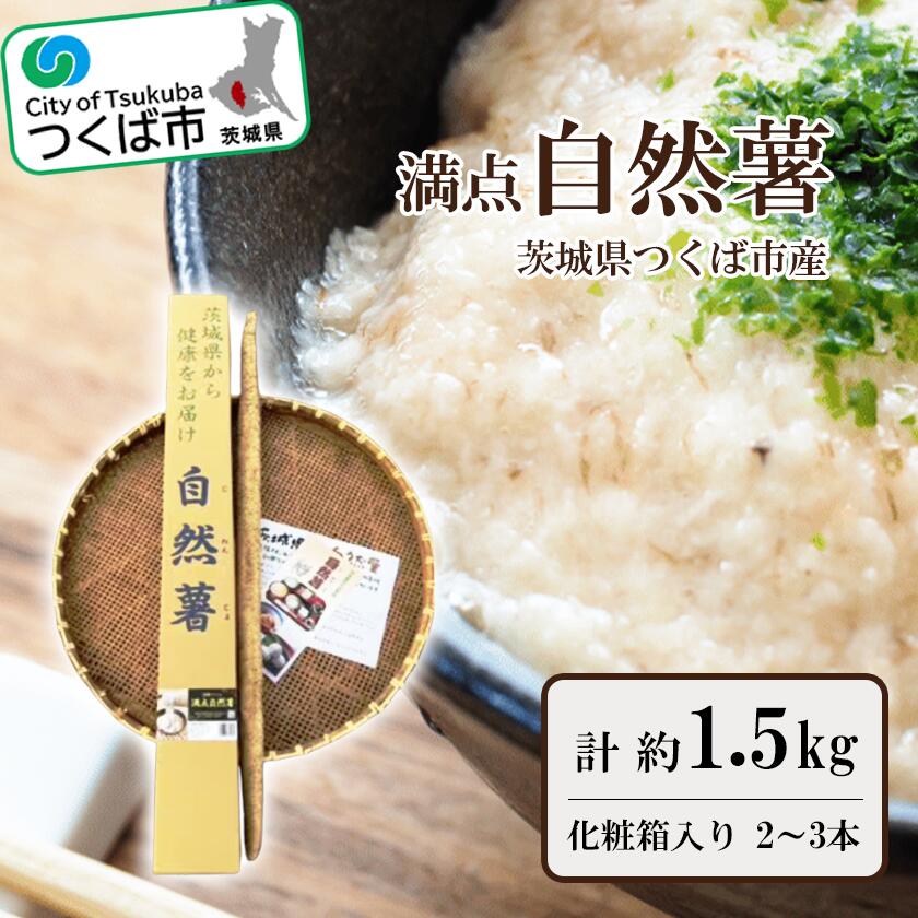 【ふるさと納税】満点自然薯 約1.5kg化粧箱入り(2～3本入) | 茨城県 つくば市 とろろ じねんじょ 山芋 健康食品 山菜 栄養豊富 ヘルシー ナ チュラルフード スーパーフード 地元の味 地元産