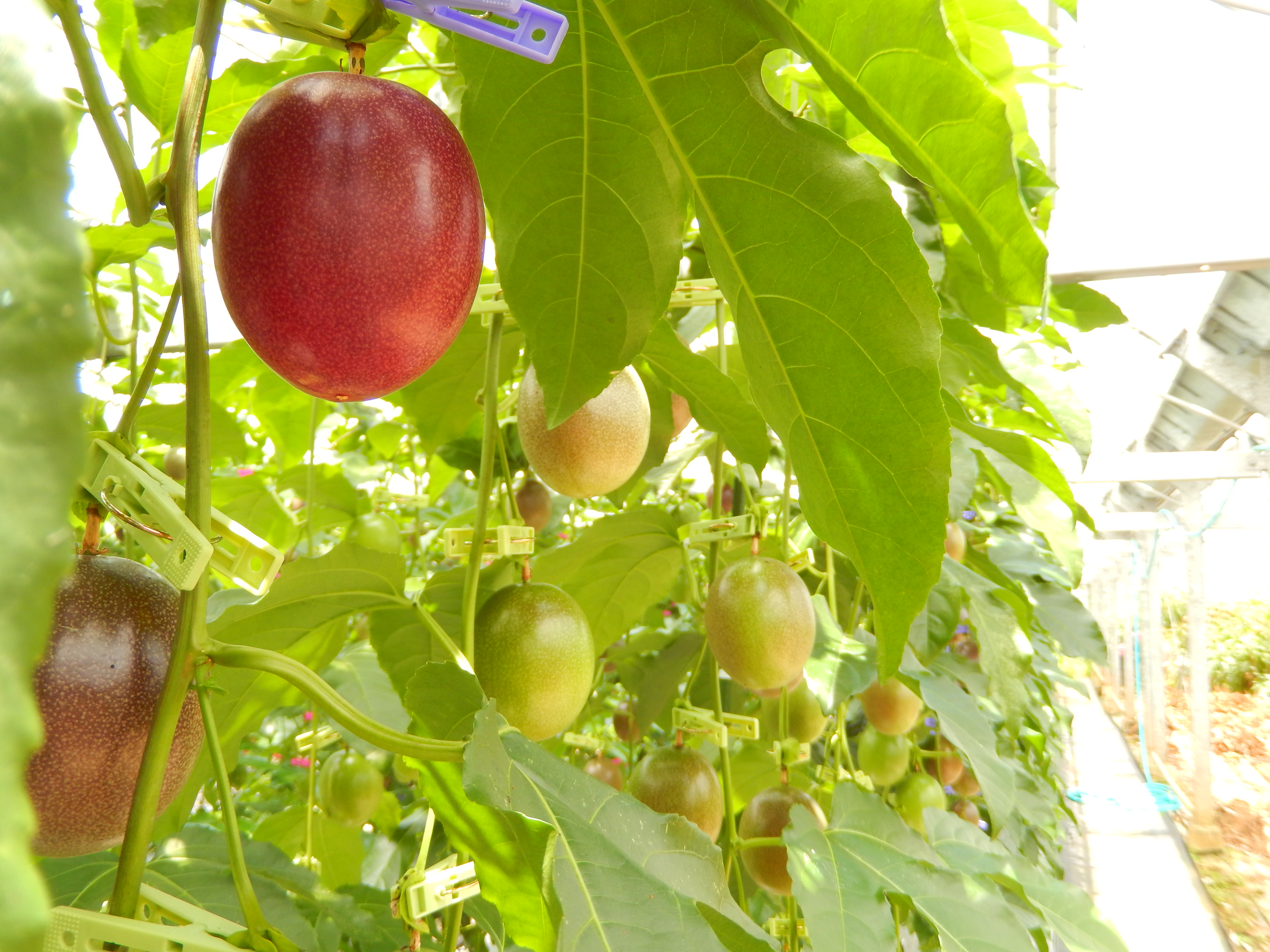 【先行予約】パッションフルーツ 家庭用 (バラ詰 5kg) 【7月～9月頃出荷開始】サイズ混合 リリコイ 果物 フルーツ デザート 人気 南国 デザート 奄美大島 宇検村 鹿児島 一どん