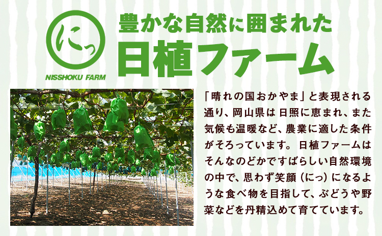 特選 大粒 シャインマスカット 約2kg(2~4房) 株式会社日本植生グループ本社 NISSHOKU FARM《9月下旬-12月末頃出荷》葡萄 ブドウ ぶどう 送料無料 岡山県 浅口市 【配送不可地域