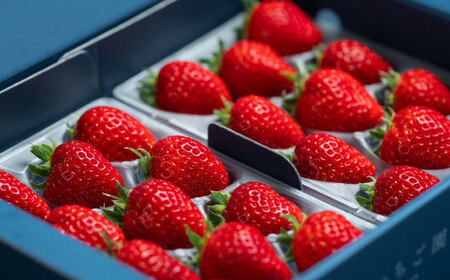 佐賀県産イチゴ「いちごさん」約440g（220g×2パック） /有限会社しげやす[UEQ002]