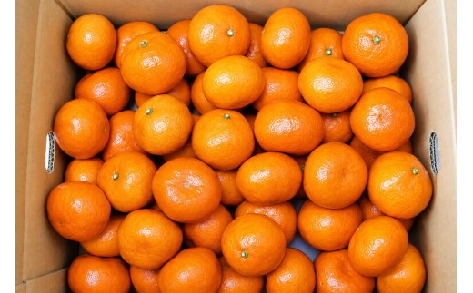 香川県産 金時紅みかん 約2kg　L-S　約16-24個_Z2600570