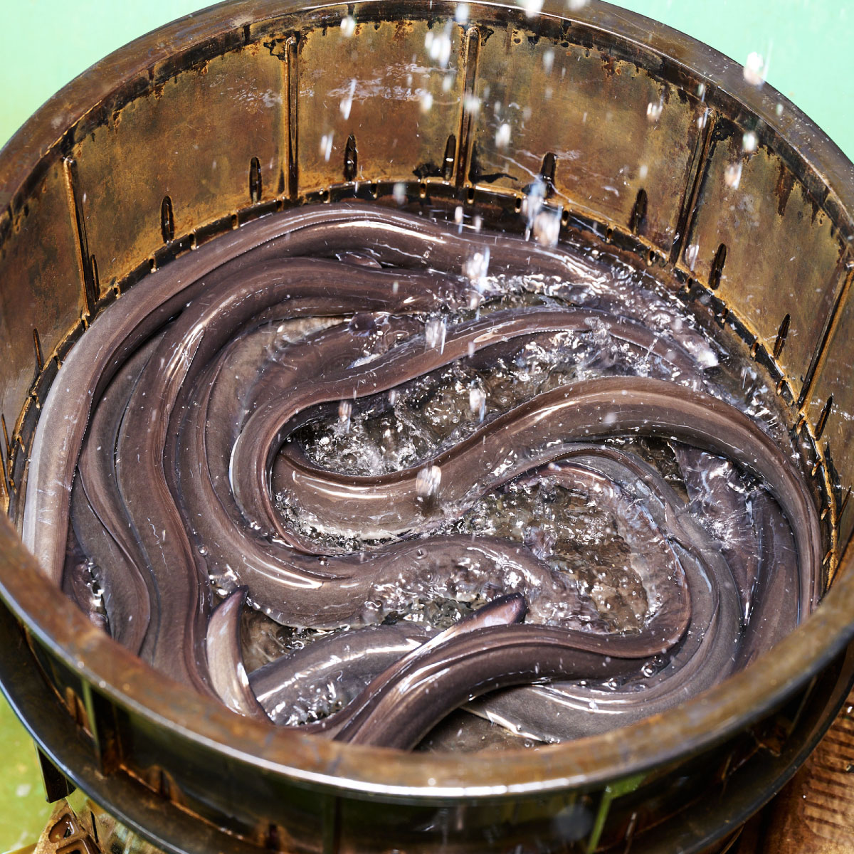 【職人手焼き】国産特大うなぎ白焼2尾(1尾あたり約170g前後)【国産 うなぎ 鰻 ウナギ 極上 白焼き 香ばしい 旨味 スタミナ 抹茶塩 山椒】(H097110)
